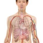 <font dir="auto" style="vertical-align: inherit;"><font dir="auto" style="vertical-align: inherit;">Prendre soin de soi pour prendre soin des autres</font></font> anatomy, man, human, body, skin, organs, schema, biology, teaching, people, science, medicine, nursing, anatomy, anatomy, anatomy, human, body, body, body, body, body, biology, science